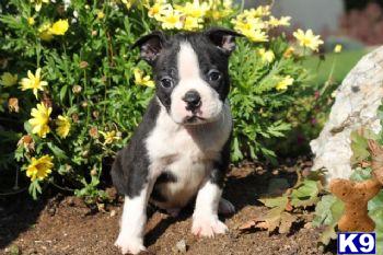 Montgomery - Boston Terrier Male